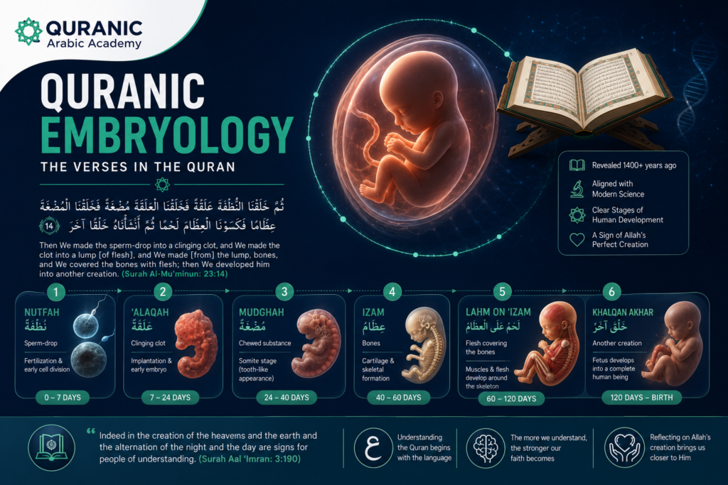 Quranic Embryology With The Verses In The Quran